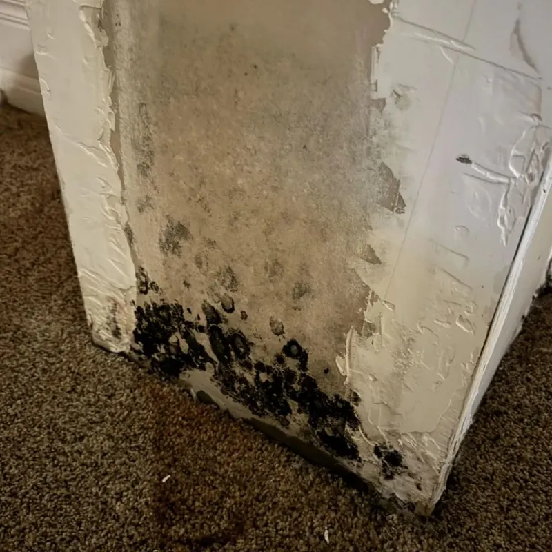 Professional Mold Removal in Murphy, ID
